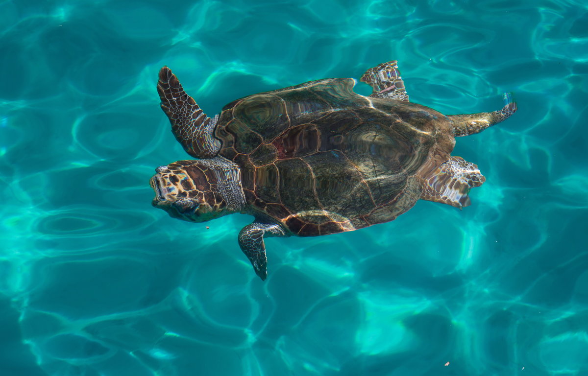 Остров Закинтос .черепаха(карета) размер больше метра - юрий макаров