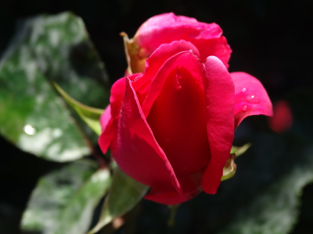 Очарование красной розы... - Тамара (st.tamara)
