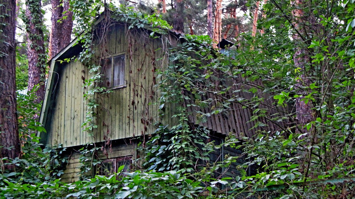 Лесной дом - Ростислав 