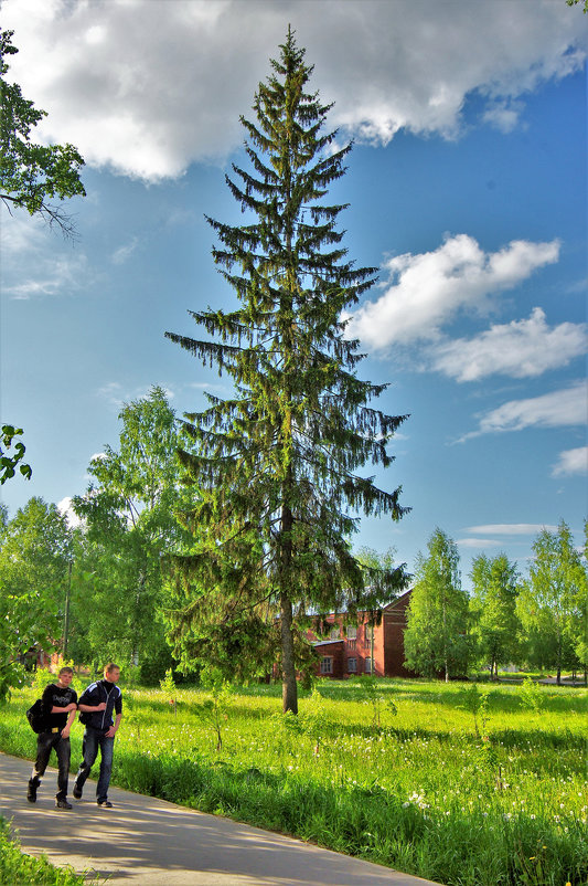 Самая высокая елка - Валерий Талашов
