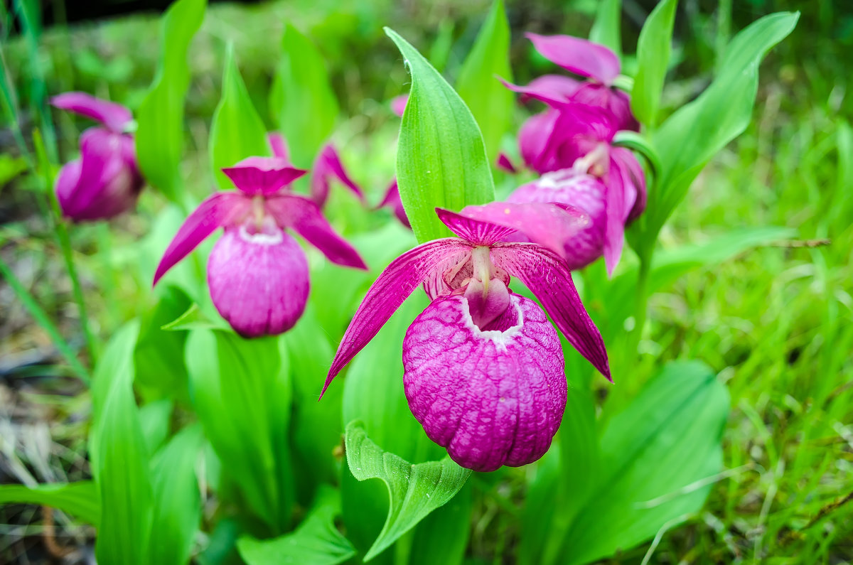Сибирские орхидеи - Дмитрий ВЛАСОВ