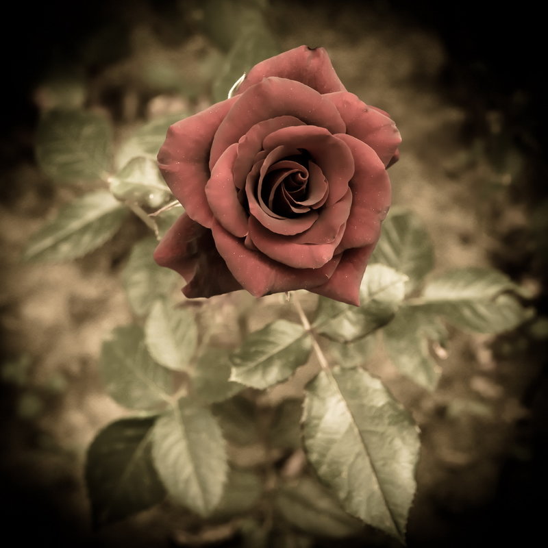Бархат розы - Инга Мысловская