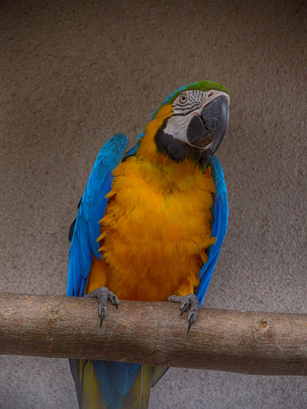 Жёлто-синий попугай - Ольга 