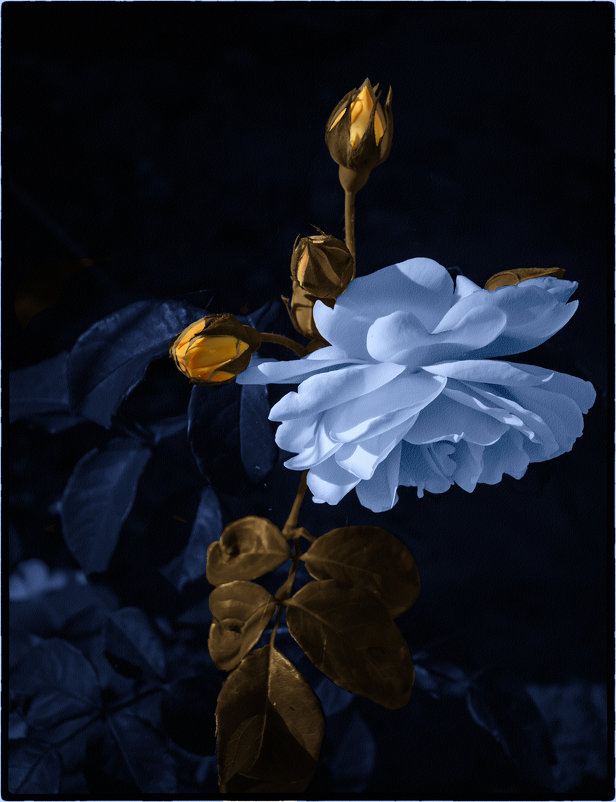 Синяя роза - эмблема генетической модификации, созданная путем применения масок в фотошопе. - Валерьян Бек (Хуснутдинов)