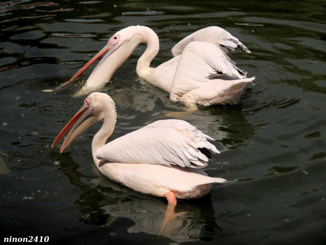 Пеликаны - Нина Бутко