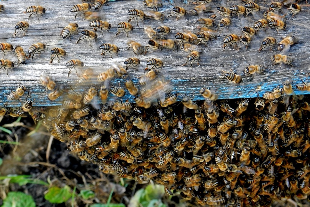 Пчелы - Владимир 