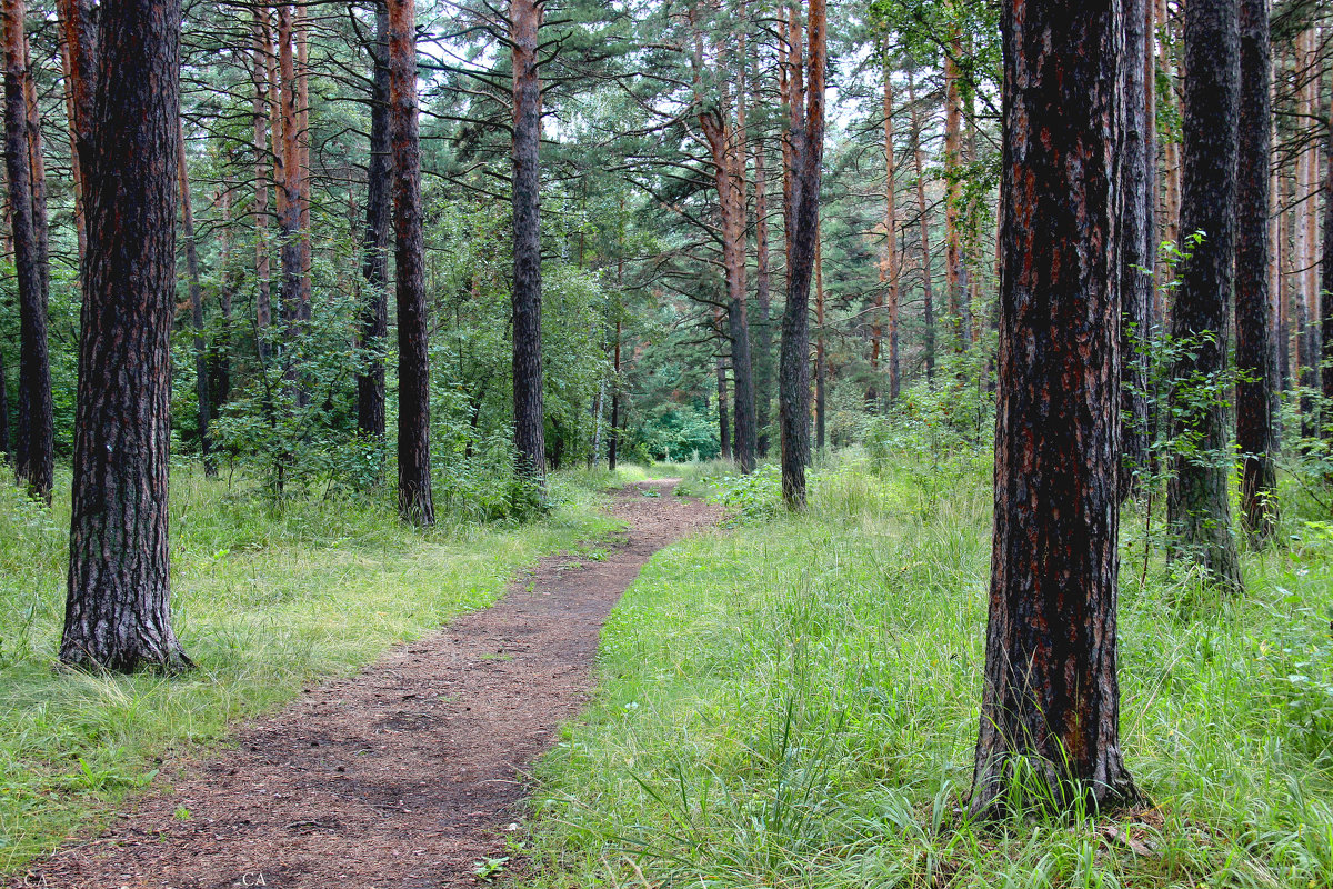 В бору - Александр Садовский