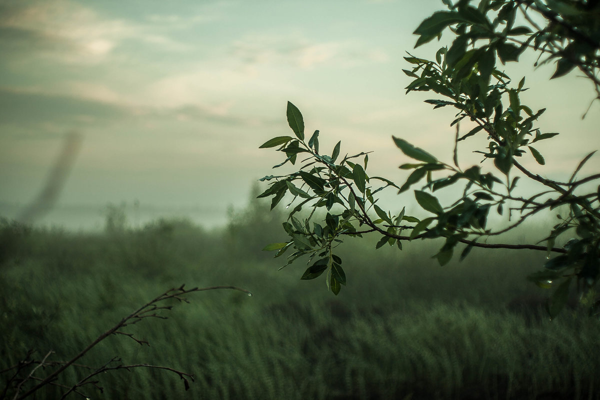 А над болотом стелется туман и оседает каплями на листьях... - Дмитрий Костоусов