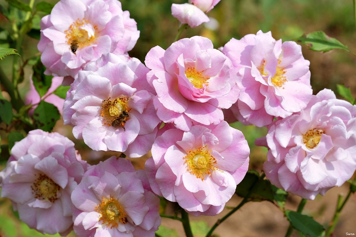 Чайно гибридная роза "Violette parfumée" - wea *