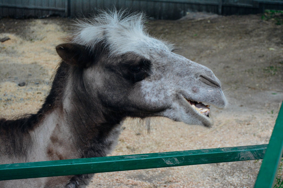 Верблюд в контактном зоопарке - Света Кондрашова