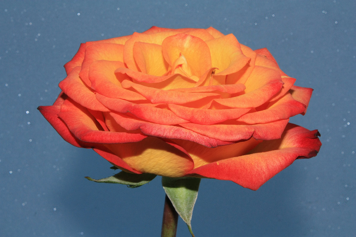 оранжевая роза на искристом фоне - Александр Иванов
