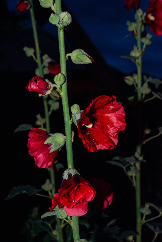 Цветы ночью - Света Кондрашова