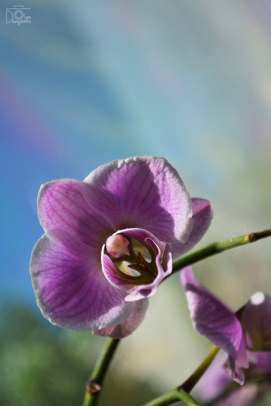 Орхидея - Ольга Давыдова