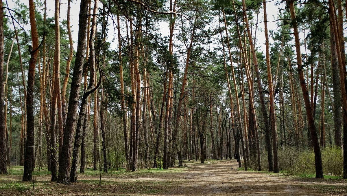 В весеннем лесу - Владимир Бровко