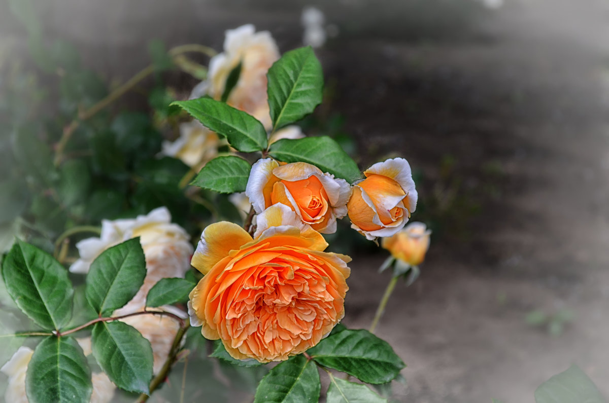 розы - Marina Timoveewa
