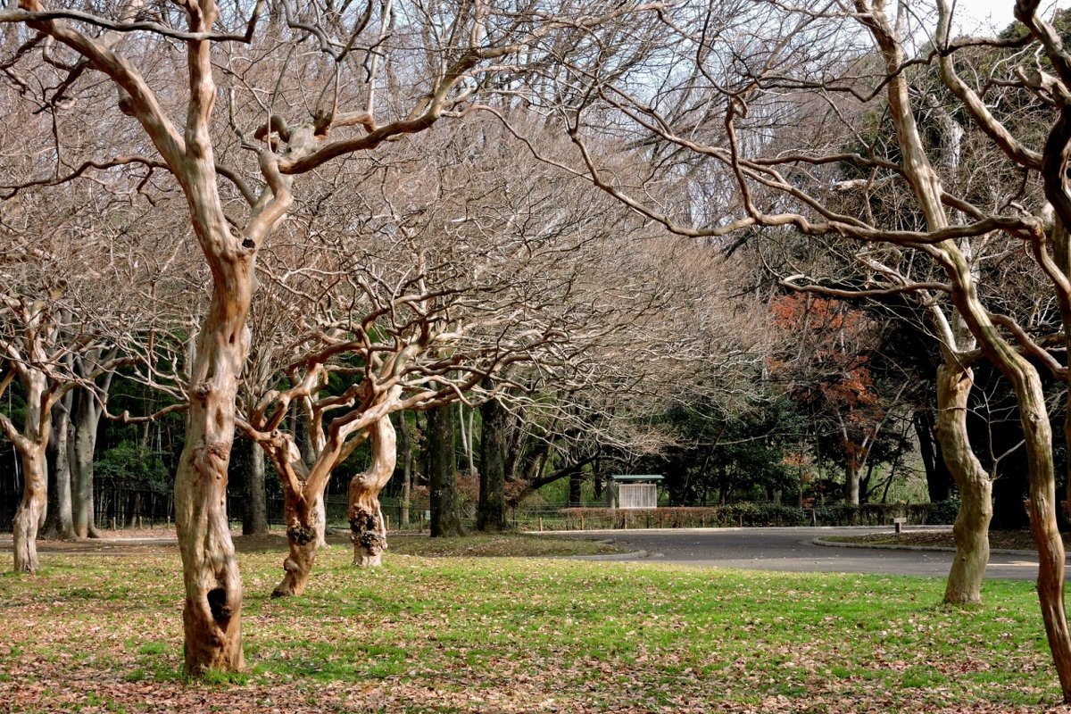 Токийский Парк Йойоги (Yoyogi Park) - Tatiana Belyatskaya
