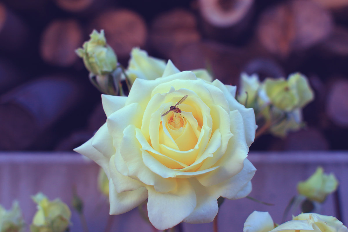 белые розы - Евгения Калугина