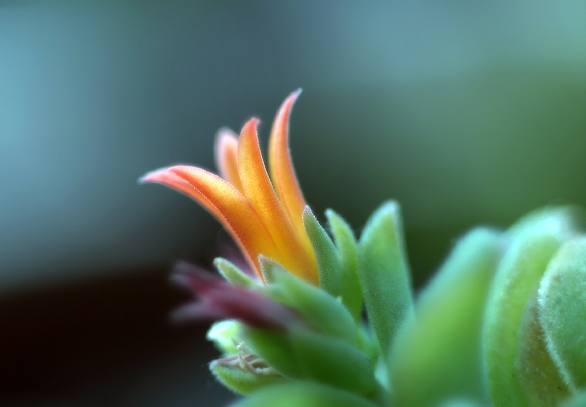Цветок Кактуса - Башмачник 