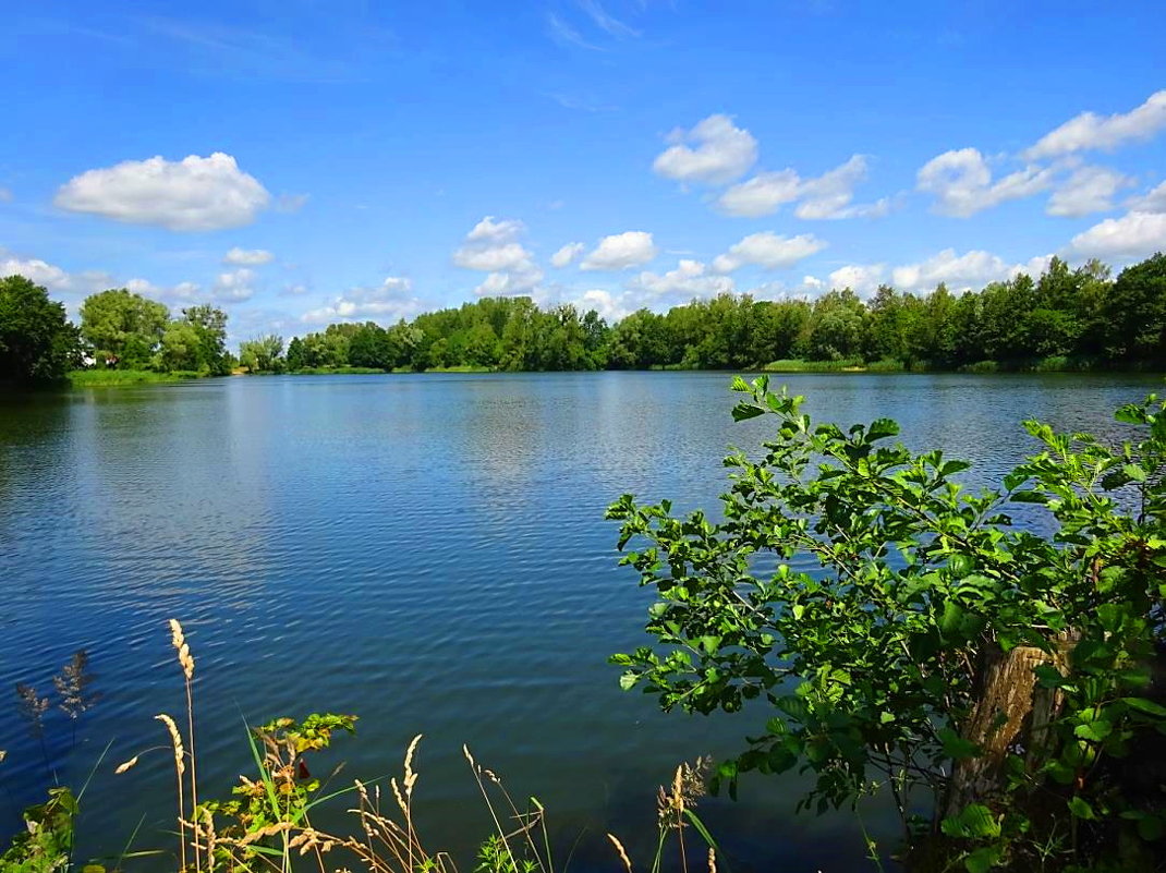 Городское озеро в летний день - Маргарита Батырева