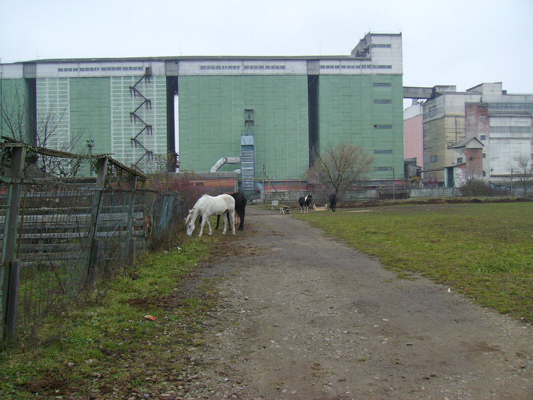 Пасущиеся  лошади  в  Ивано - Франковске - Андрей  Васильевич Коляскин