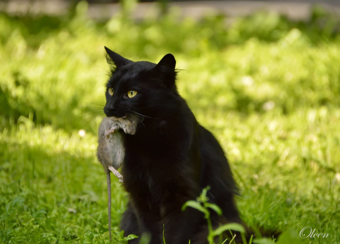 Черный кот с добычей - Olcen - Ольга Лён