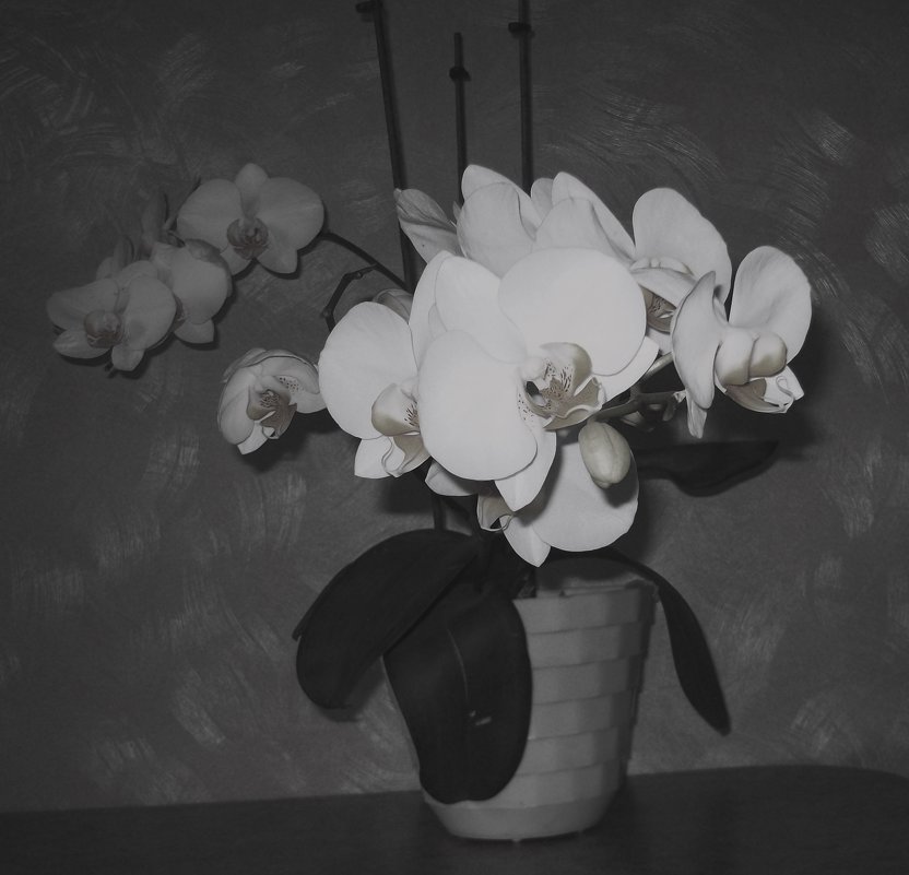 Моя орхидея - Галина Бобкина