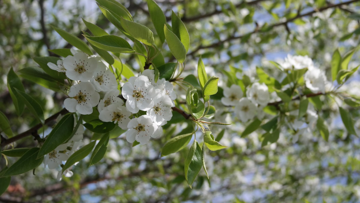 яблони в цвету - Василиса 