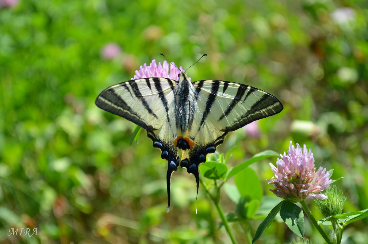 Бабочка семейства парусников (Papilionidae) - Подалирий (лат. Iphiclides podalirius). - *MIRA* **