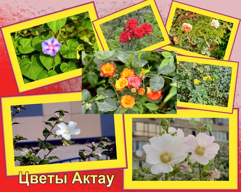 Цветы Актау - Анатолий Чикчирный