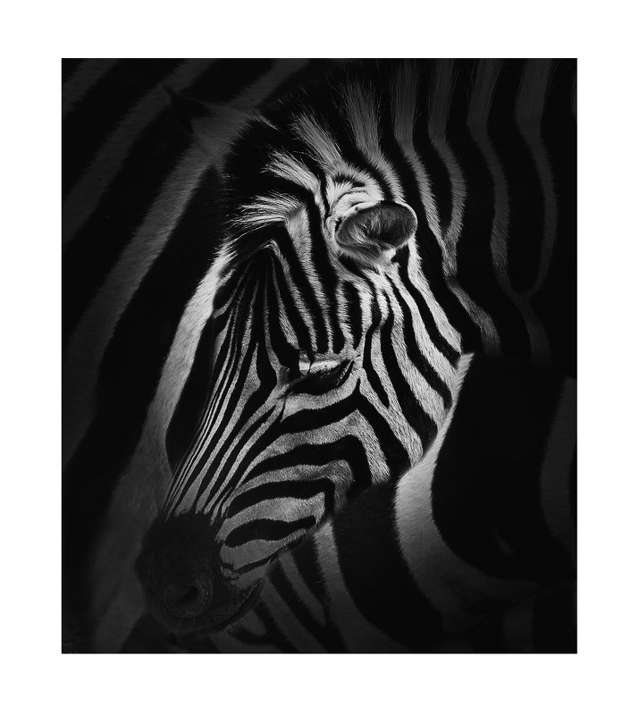 zebra - Slava Hamamoto