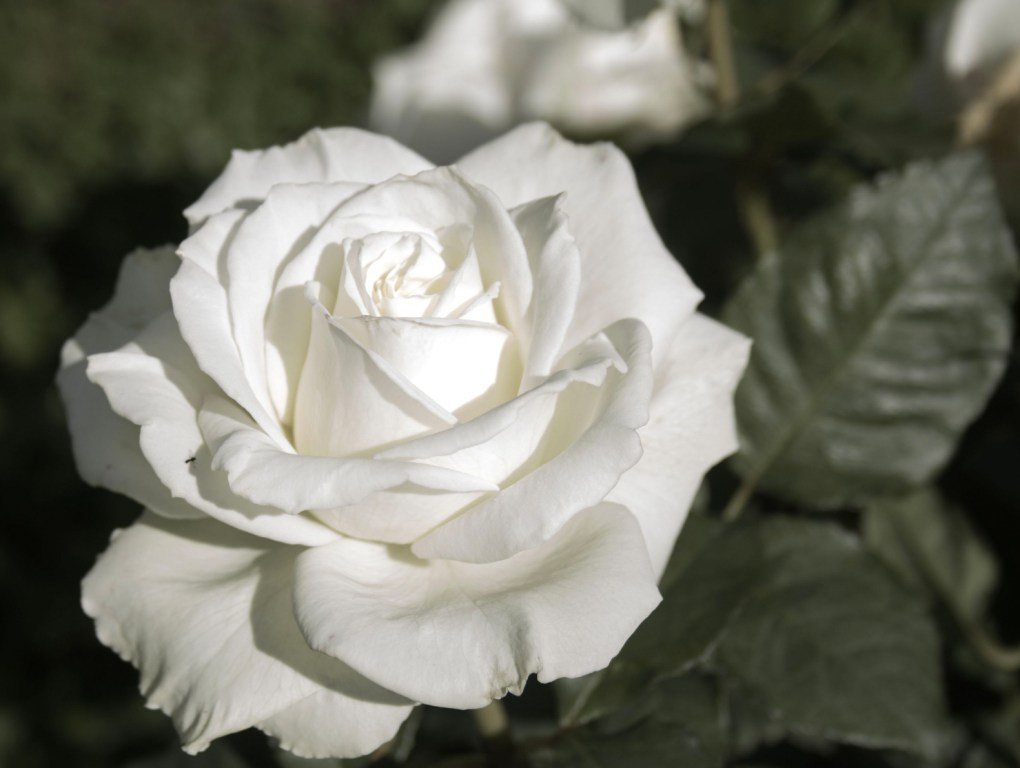 Белая роза - Наталия Зыбайло