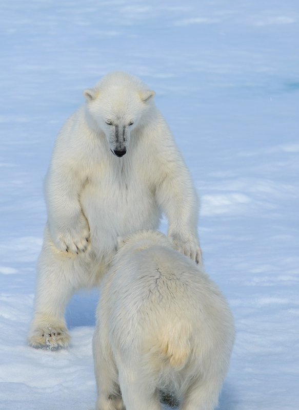 Белые медведи - Alexey alexeyseafarer@gmail.com