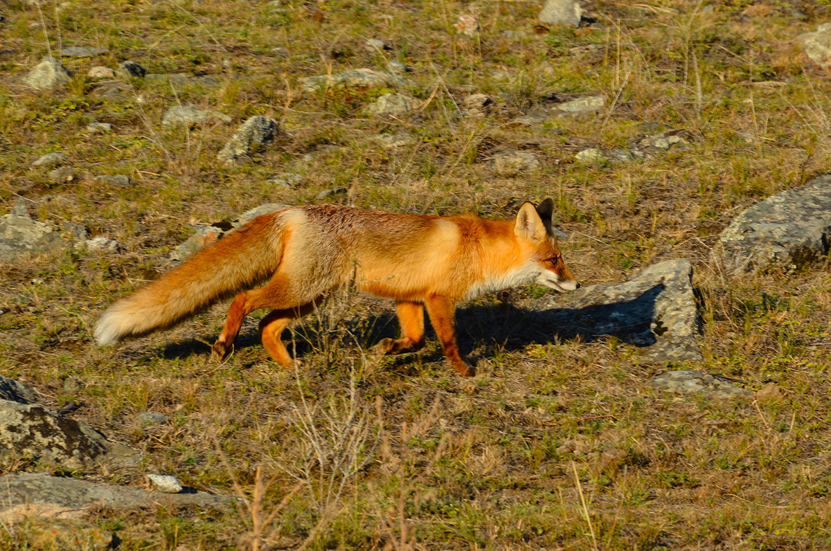 Крымский подвид лисицы
