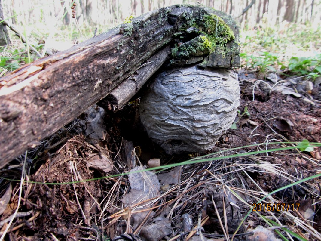 Осиное гнездо размером в мяч - Надежда Климова
