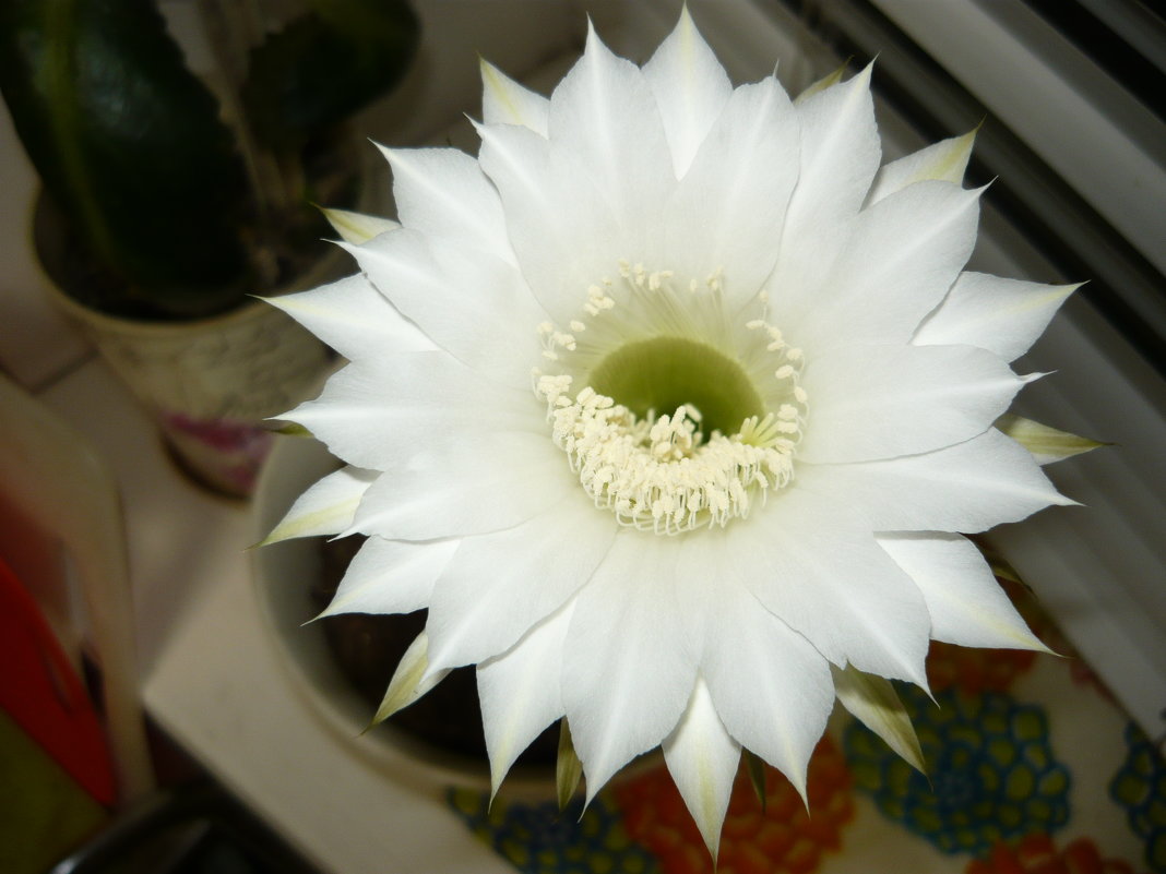 Цветок кактуса - Надежда 