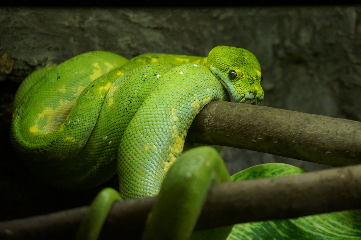Зеленый змей (2) - IURII 