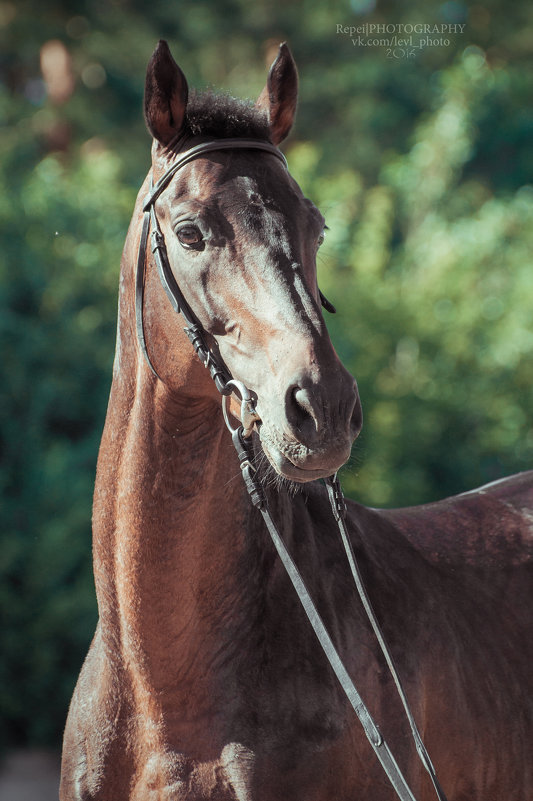 Портрет лошади - Валерия Репей