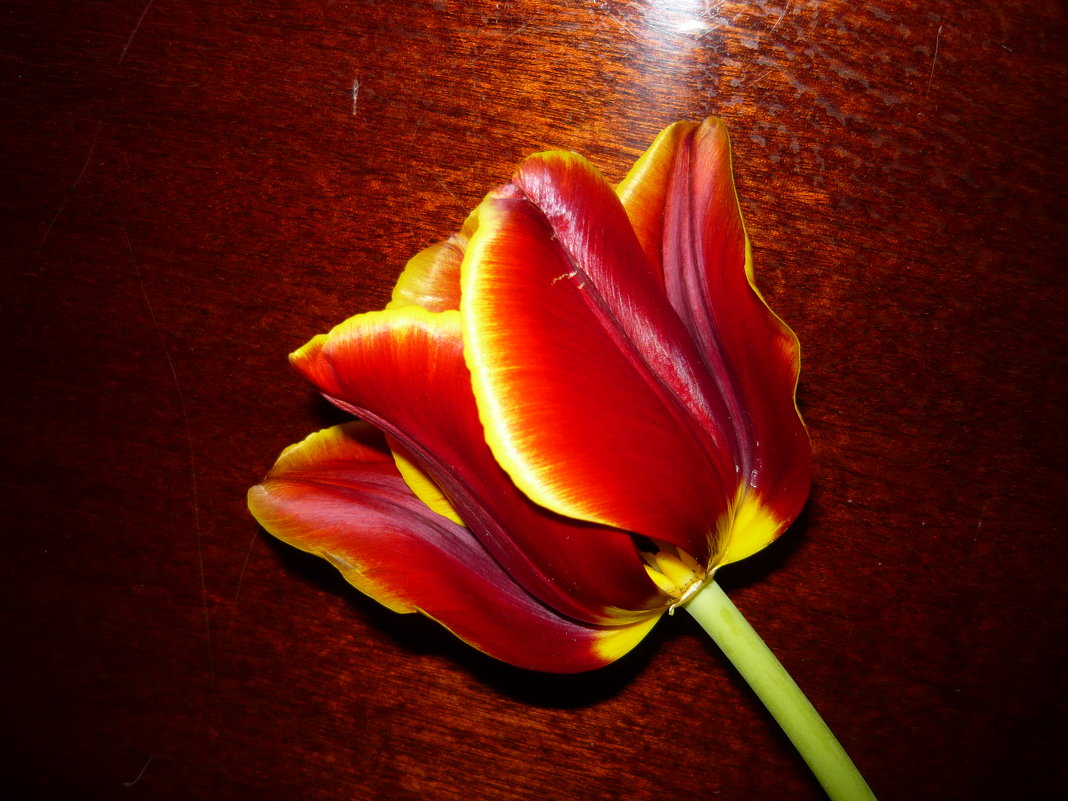 Тюльпан - Надежда 