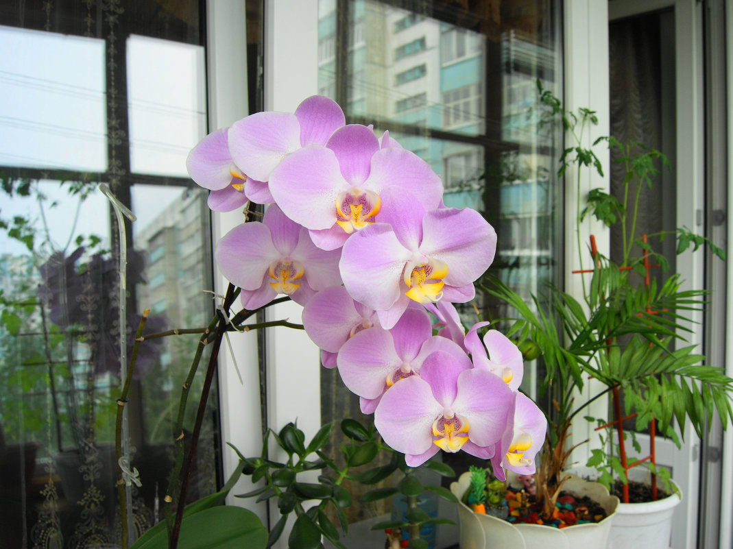 Цветут орхидеи - nika555nika Ирина