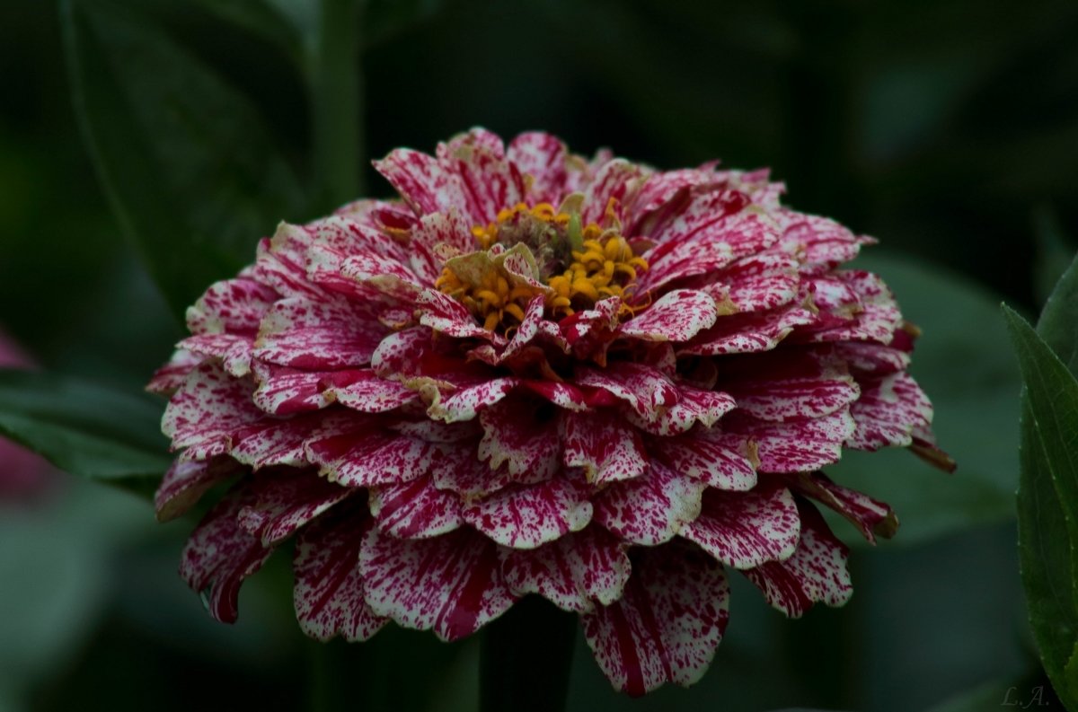 Циния scabiosaeflora