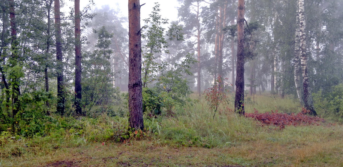 летний туман - yuri Zaitsev