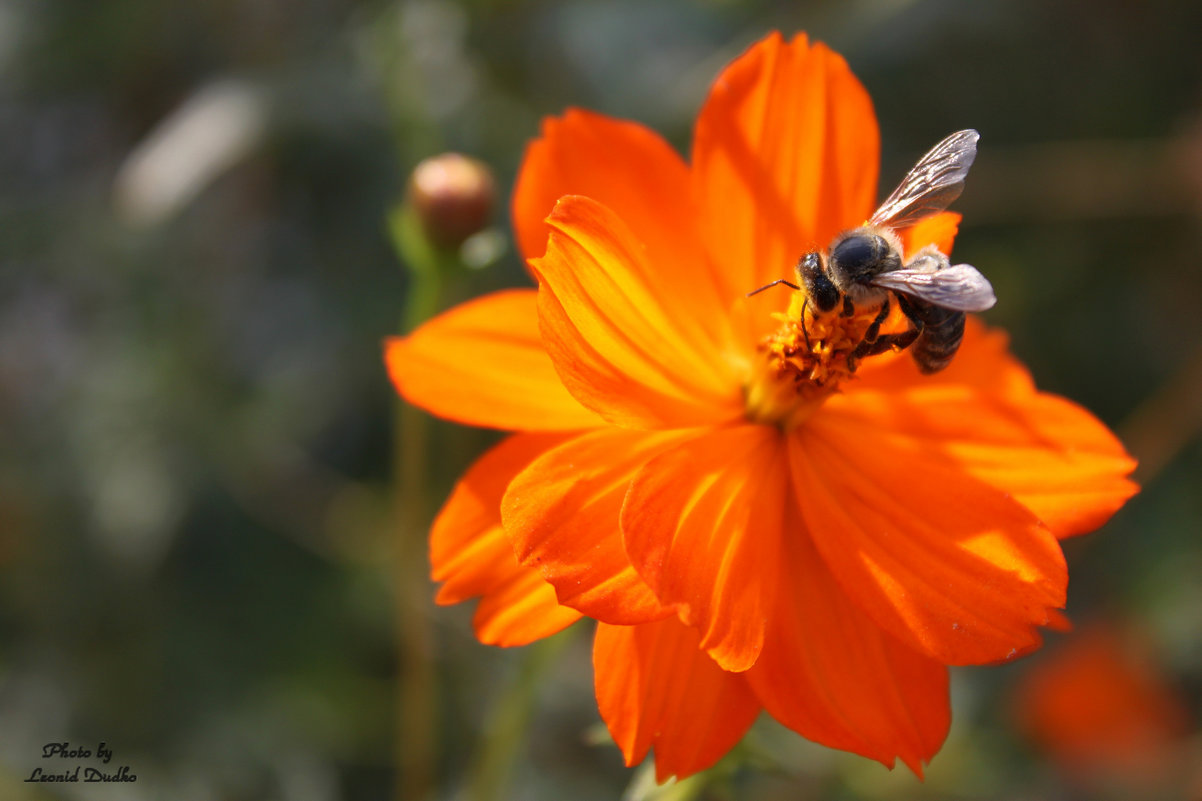 Пчела на цветке - Леонид Дудко