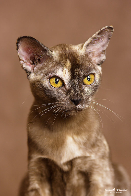 портрет бурманской кошки - Елена Волгина