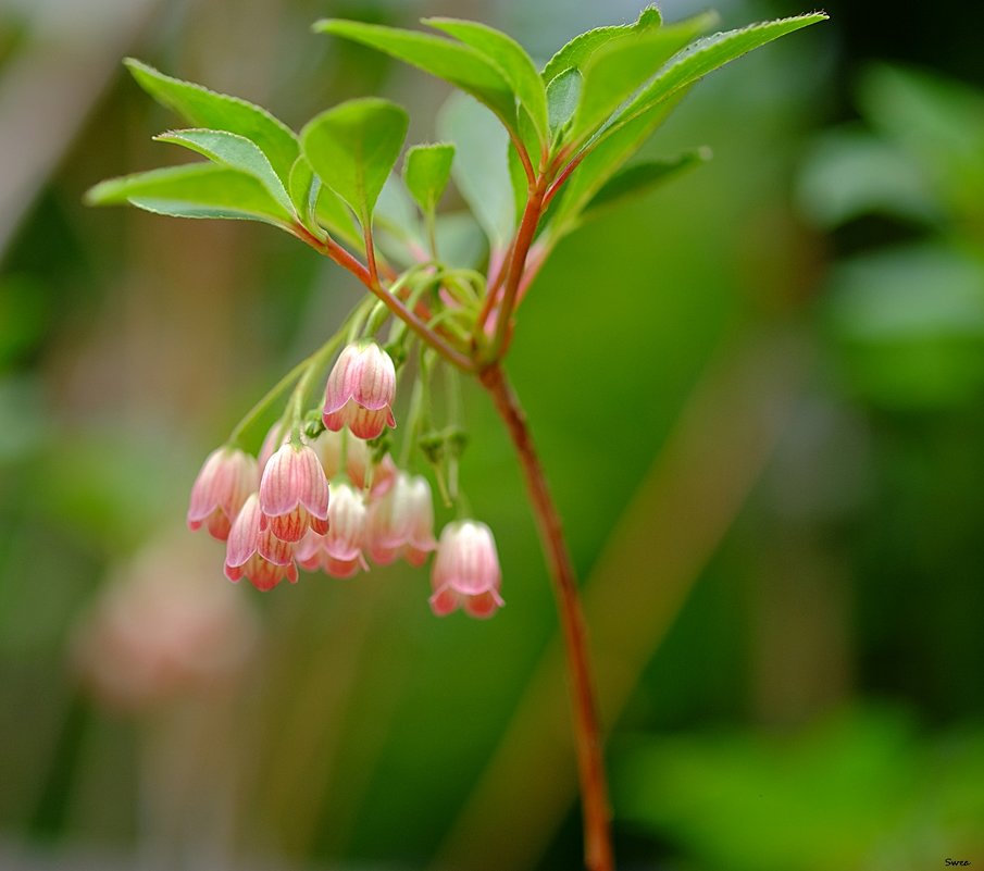 Enkianthus campanulatus - wea *