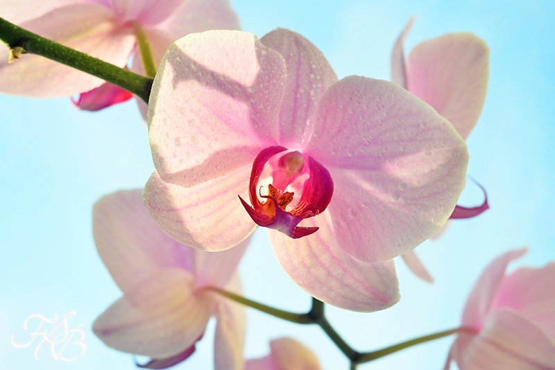 Орхидея на окне - Сергей Буданов