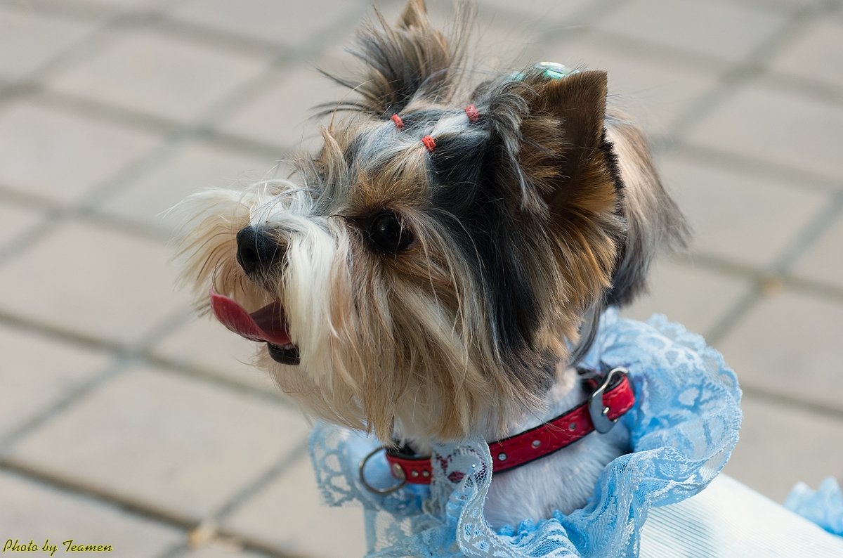 Fashion Dogs - Ivan teamen