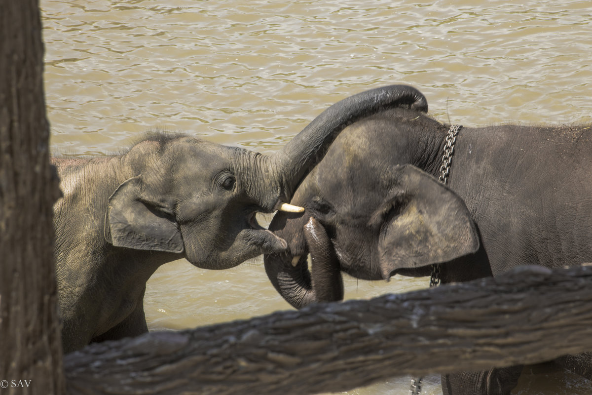 Pinnawala Elephant Orphanage, Sri Lanka - Ксения Студеникина