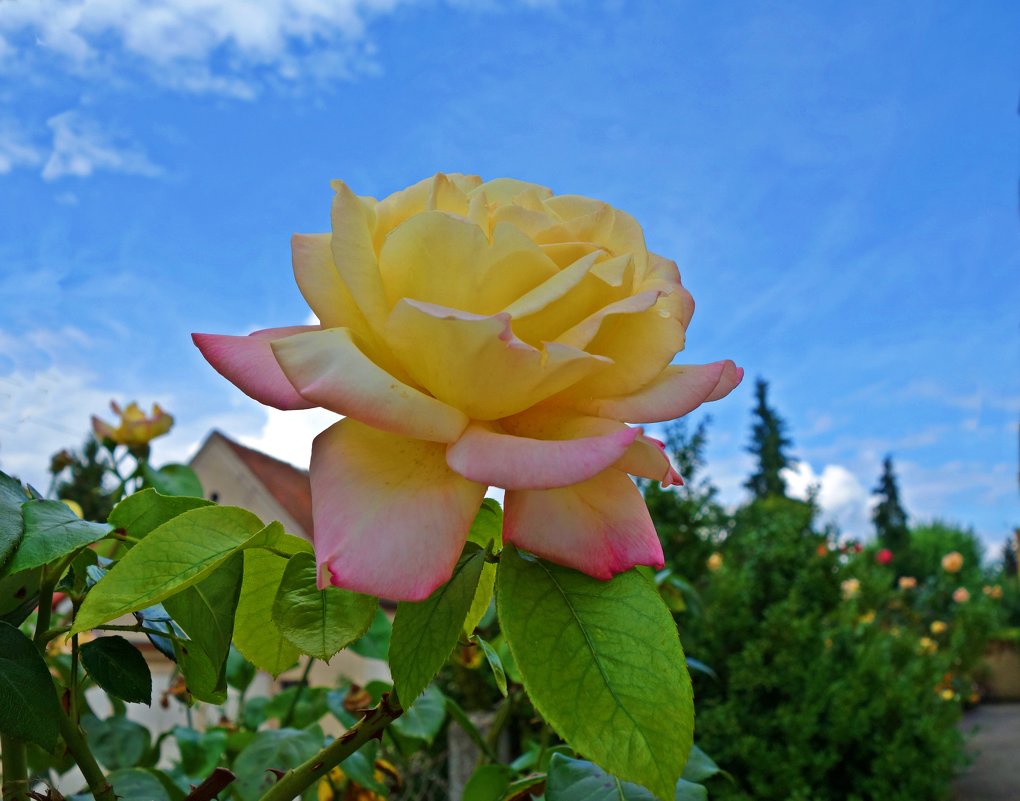 «Глория Дей» во всем мире признана эталоном розы. - Galina Dzubina