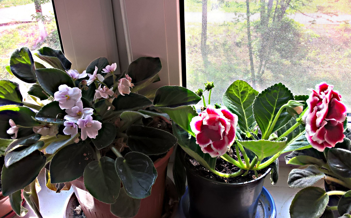 Цветы в моем доме - Елена Семигина