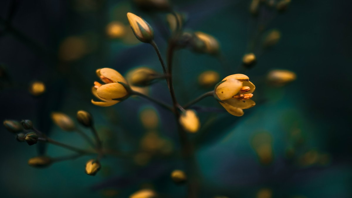 цветы - Эдуард Куклин
